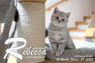Rebecca ist 12 Wochen alt ( 29.01.2023 )