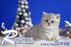 Rebecca ist 5 Wochen alt ( 09.12.2022 )