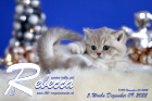 Rebecca ist 5 Wochen alt ( 09.12.2022 )