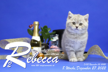 Rebecca ist 8 Wochen alt ( 27.12.2022 )