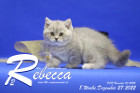 Rebecca ist 5 Wochen alt ( 09.12.2022 )