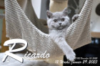 Ricardo ist 12 Wochen alt ( 29.01.2023 )