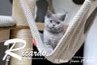 Ricardo ist 12 Wochen alt ( 29.01.2023 )