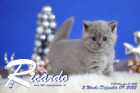 Ricardo ist 5 Wochen alt ( 09.12.2022 )