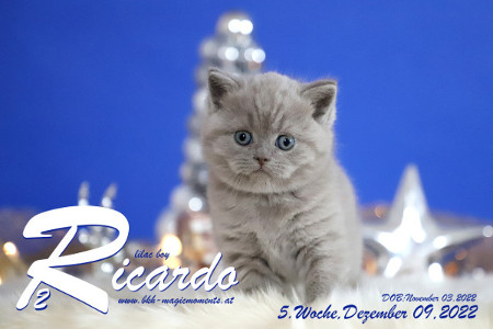 Ricardo ist 5 Wochen alt ( 09.12.2022 )