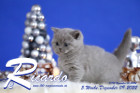 Ricardo ist 5 Wochen alt ( 09.12.2022 )