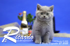 Ricardo ist 8 Wochen alt ( 27.12.2022 )