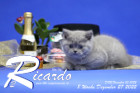 Ricardo ist 8 Wochen alt ( 27.12.2022 )