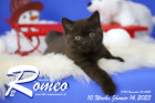 Romeo ist 10 Wochen alt ( 14.01.2023 )