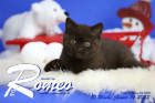 Romeo ist 10 Wochen alt ( 14.01.2023 )