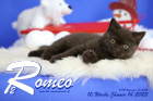 Romeo ist 10 Wochen alt ( 14.01.2023 )