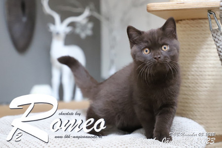 Romeo ist 12 Wochen alt ( 29.01.2023 )