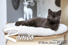 Romeo ist 12 Wochen alt ( 29.01.2023 )