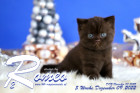 Romeo ist 5 Wochen alt ( 09.12.2022 )