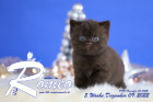 Romeo ist 5 Wochen alt ( 09.12.2022 )