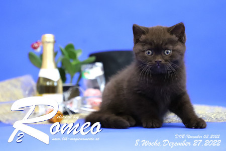 Romeo ist 8 Wochen alt ( 27.12.2022 )