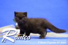 Romeo ist 8 Wochen alt ( 27.12.2022 )