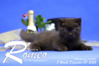 Romeo ist 8 Wochen alt ( 27.12.2022 )