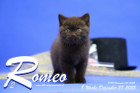 Romeo ist 8 Wochen alt ( 27.12.2022 )