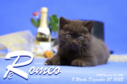 Romeo ist 8 Wochen alt ( 27.12.2022 )