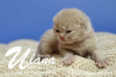 Ulana ist 1 Woche alt ( 24.08.2017 )