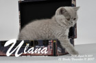 Ulana ist 12 Wochen alt ( 11.11.2017 )