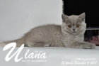 Ulana ist 12 Wochen alt ( 11.11.2017 )