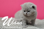 Ulana ist 3 Wochen alt ( 08.09.2017 )