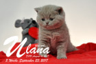 Ulana ist 5 Wochen alt ( 23.09.2017 )