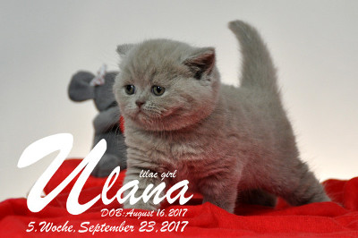 Ulana ist 5 Wochen alt ( 23.09.2017 )