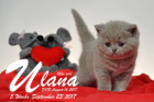 Ulana ist 5 Wochen alt ( 23.09.2017 )