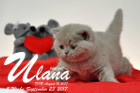 Ulana ist 5 Wochen alt ( 23.09.2017 )