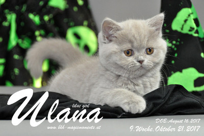 Ulana ist 9 Wochen alt ( 21.10.2017 )