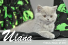 Ulana ist 9 Wochen alt ( 21.10.2017 )