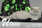Ulana ist 9 Wochen alt ( 21.10.2017 )