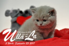 Ulla-La ist 5 Wochen alt ( 23.09.2017 )