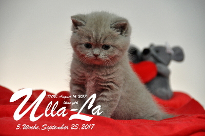 Ulla-La ist 5 Wochen alt ( 23.09.2017 )