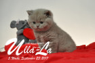 Ulla-La ist 5 Wochen alt ( 23.09.2017 )