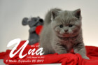 Una ist 5 Wochen alt ( 23.09.2017 )