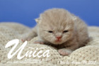 Unica ist 1 Woche alt ( 24.08.2017)
