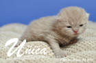 Unica ist 1 Woche alt ( 24.08.2017)