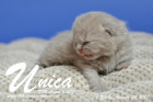 Unica ist 1 Woche alt ( 24.08.2017)