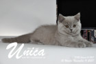 Unica ist 12 Wochen alt ( 11.11.2017)