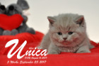 Unica ist 5 Wochen alt ( 23.09.2017)
