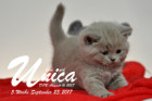 Unica ist 5 Wochen alt ( 23.09.2017)