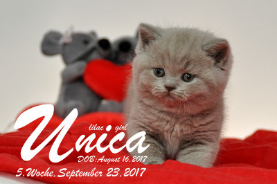 Unica ist 5 Wochen alt ( 23.09.2017)