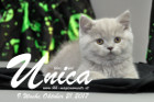 Unica ist 9 Wochen alt ( 21.10.2017)