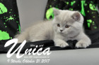 Unica ist 9 Wochen alt ( 21.10.2017)