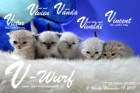 Unser V-Wurf ist 3 Wochen alt ( 19.11.2017 )