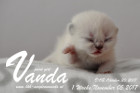 Vanda ist 1 Woche alt ( 05.11.2017 )